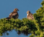 Hawk RT two_ML_R Juncosa_2-24-19_DSC_9386