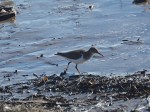 GAM spotted sandpiper&nbsp;022419