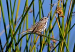 LLL Song Sparrow&nbsp;022419