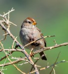 Sparrow WC juv_ML_R Juncosa_2-24-19_DSC_9444