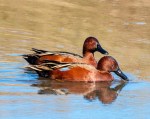 Teal Cinnamon pair_ML_R Juncosa_2-24-19_DSC_9364