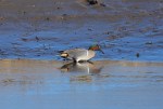 GAM Male Green-Winged Teal&nbsp;022419