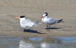LLL elegant terns&nbsp;022419