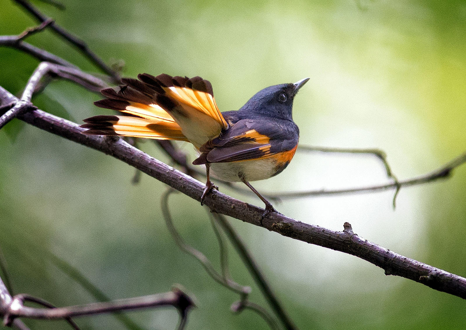 Redstart vent