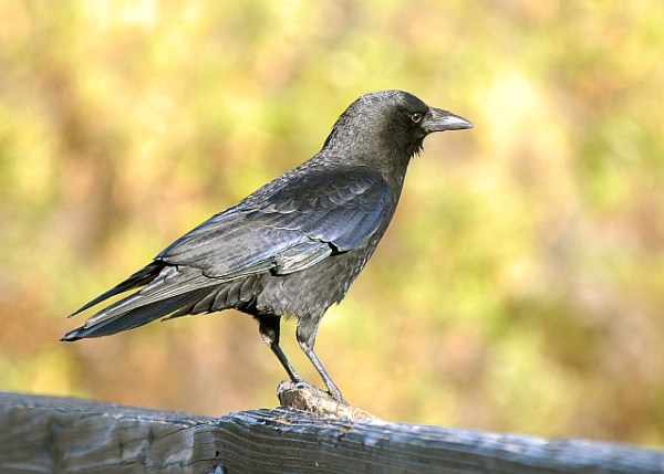 Crow Description Your Neighborhood Birds – A Free Handout | SANTA MONICA BAY AUDUBON ...