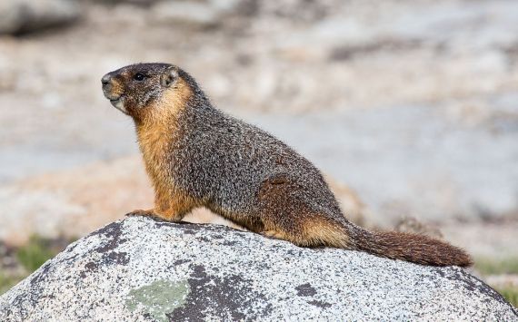 Marmots | SANTA MONICA BAY AUDUBON SOCIETY BLOG