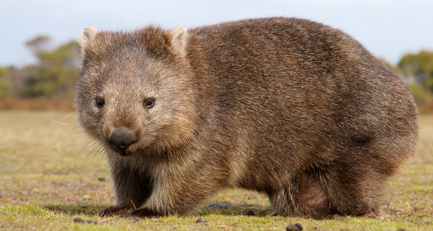Wombat poop, cubed | Science News | SANTA MONICA BAY AUDUBON