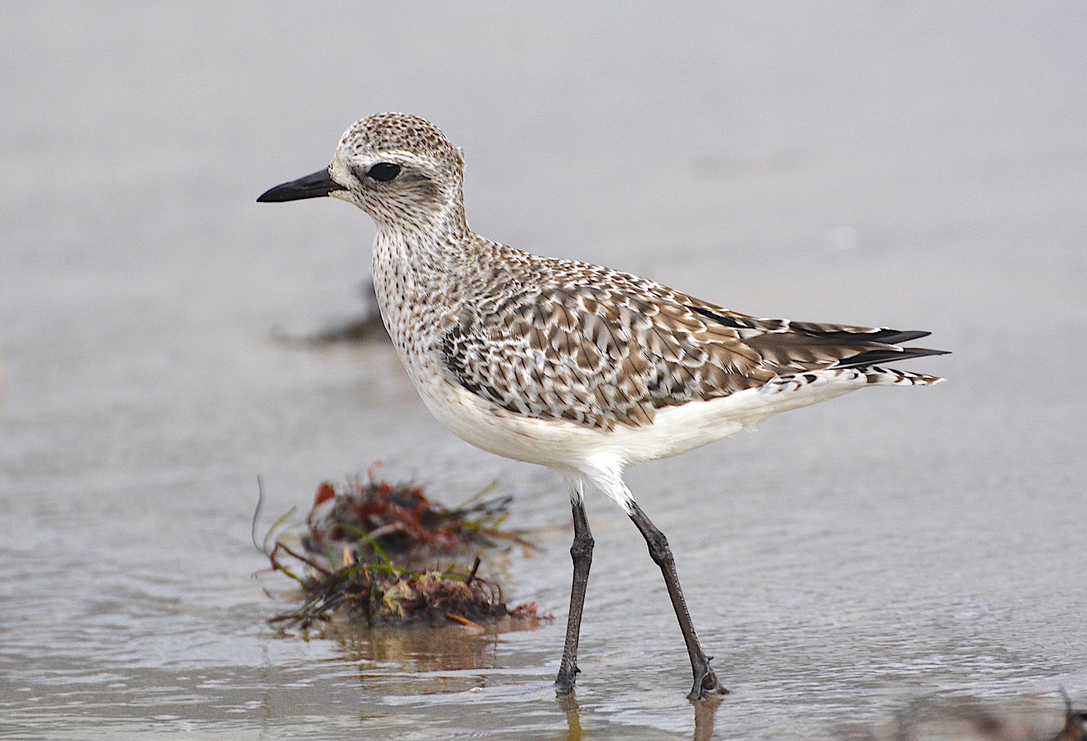 A Few Malibu Lagoon Plovers | SANTA MONICA BAY AUDUBON SOCIETY BLOG