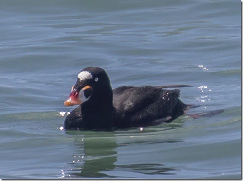 Surf Scoter (Melanitta perspicillata) (photo credit Chris Tosdevin)