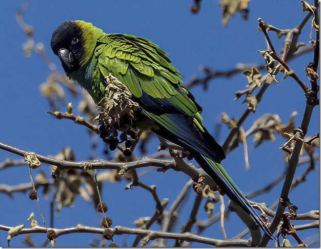 Nanday Parakeet (Aratinga nenday) (photo credit Chris Tosdevin)
