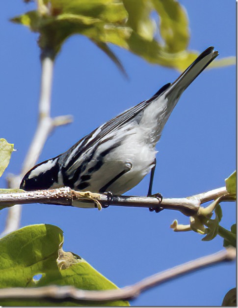 Black-throated Gray Warbler (Setophaga nigrescens) (photo credit Chris Tosdevin)