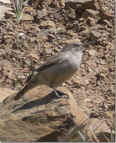 Rock Wren (Salpinctes obsoletus) (photo credit Chris Tosdevin)