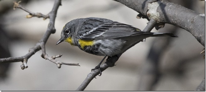 Yellow-rumped Warbler (Setophaga coronata) (photo credit Ray Juncosa)
