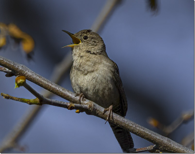 House Wren (Troglodytes aedon) (photo credit Ray Juncosa)