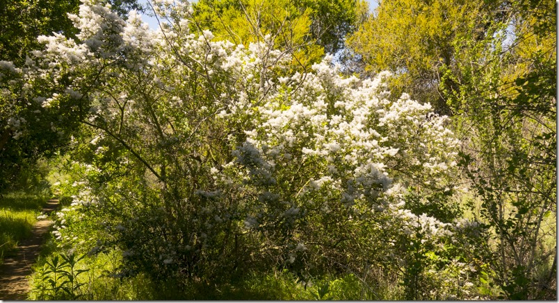 (photo credit Charles Bragg)