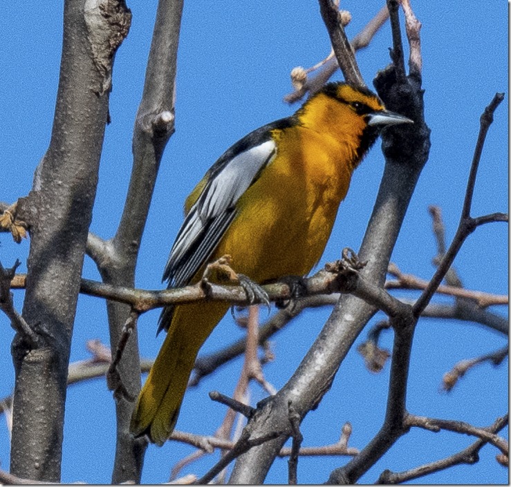 Bullock's Oriole (Icterus bullockii) (photo credit Annie Flower)