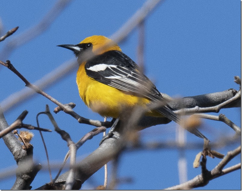 Hooded Oriole (Icterus cucullatus) (photo credit Annie Flower)