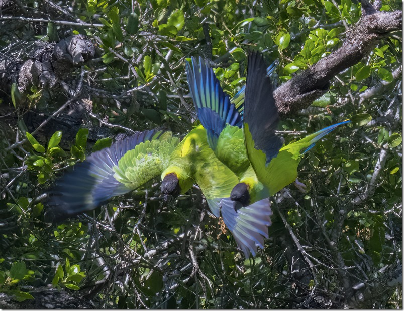 Nanday Parakeet (Aratinga nenday) (photo credit Annie Flower)