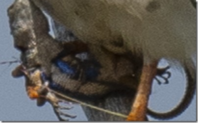 American Kestrel (Falco sparverius) (photo credit Annie Flower)