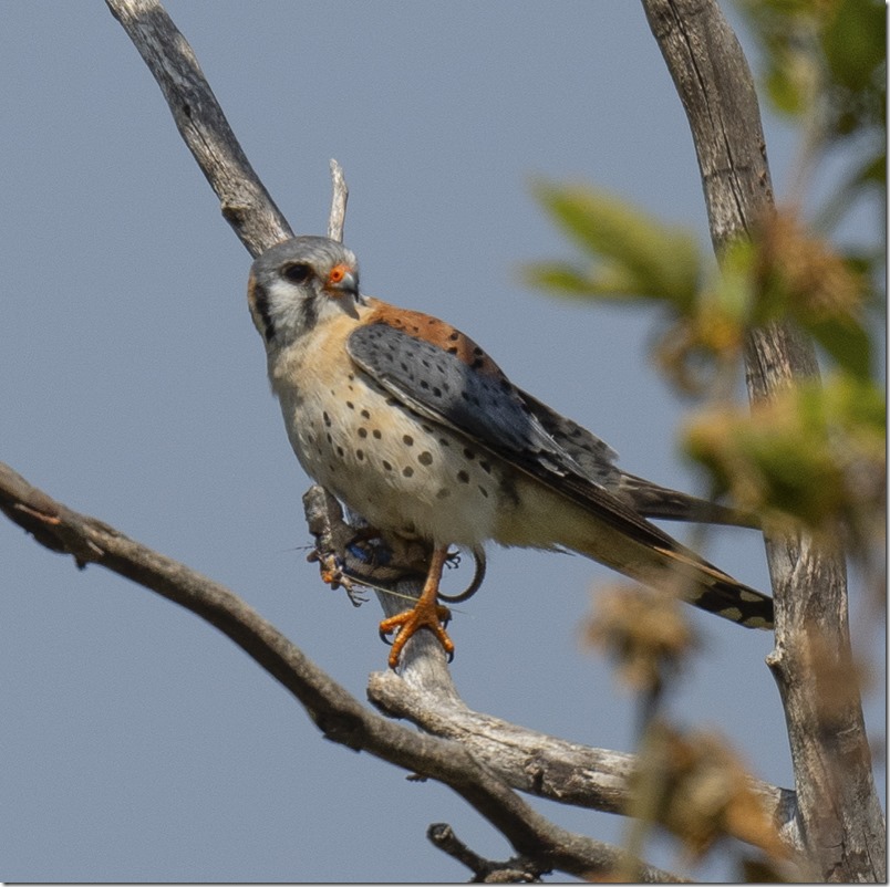 American Kestrel (Falco sparverius) (photo credit Annie Flower)