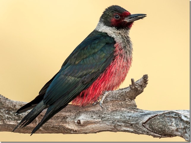 ian routley_thumb[1]