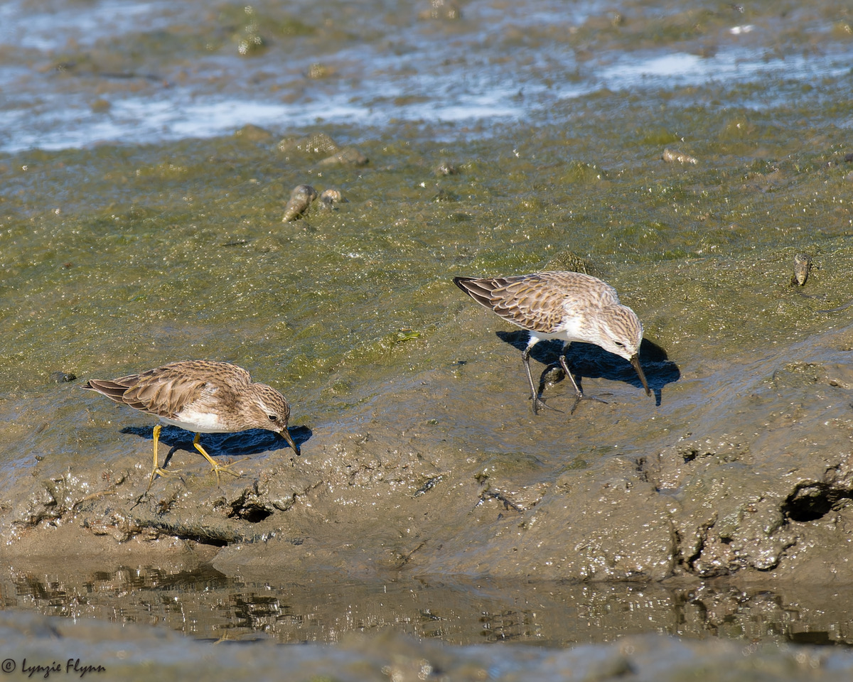 A Padelynge of Dookysse: Back Bay Newport & San Joaquin Marsh, 9