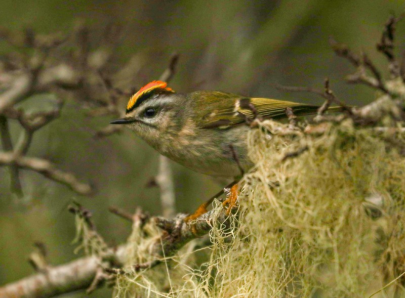 Golden-crowned Kinglet | SANTA MONICA BAY AUDUBON SOCIETY BLOG