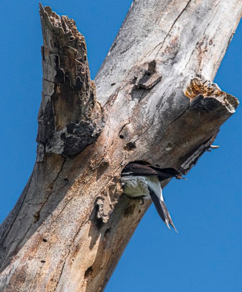 (Ray Juncosa 3-9-24)