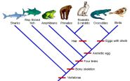 A Few Words On Clades Cladograms Taxonomy 5 SANTA MONICA BAY A Few Words On Clades Cladograms Taxonomy 5 SANTA MONICA BAY