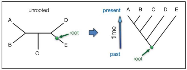 A few words on Clades & Cladograms |Taxonomy 5 | SANTA MONICA BAY ...