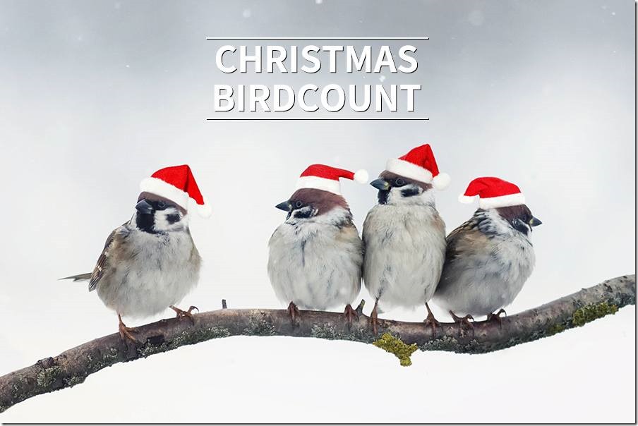 2-2023-Christmas-Bird-Count-Week