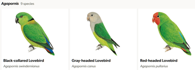 How do I love(bird) thee…let me count the ways. | SANTA MONICA BAY