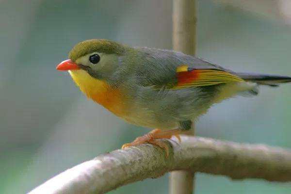 Red-billed Leiothrix