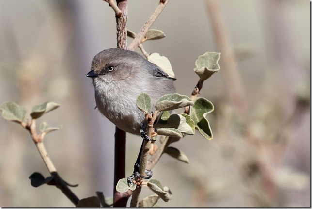 Bushtit