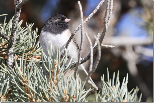 Junco