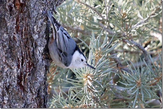 White-breasted Nuthatch