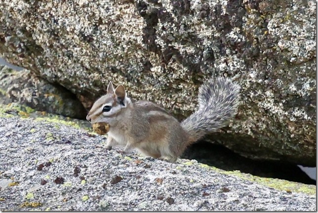 White-tailed Antelope Squirrel
