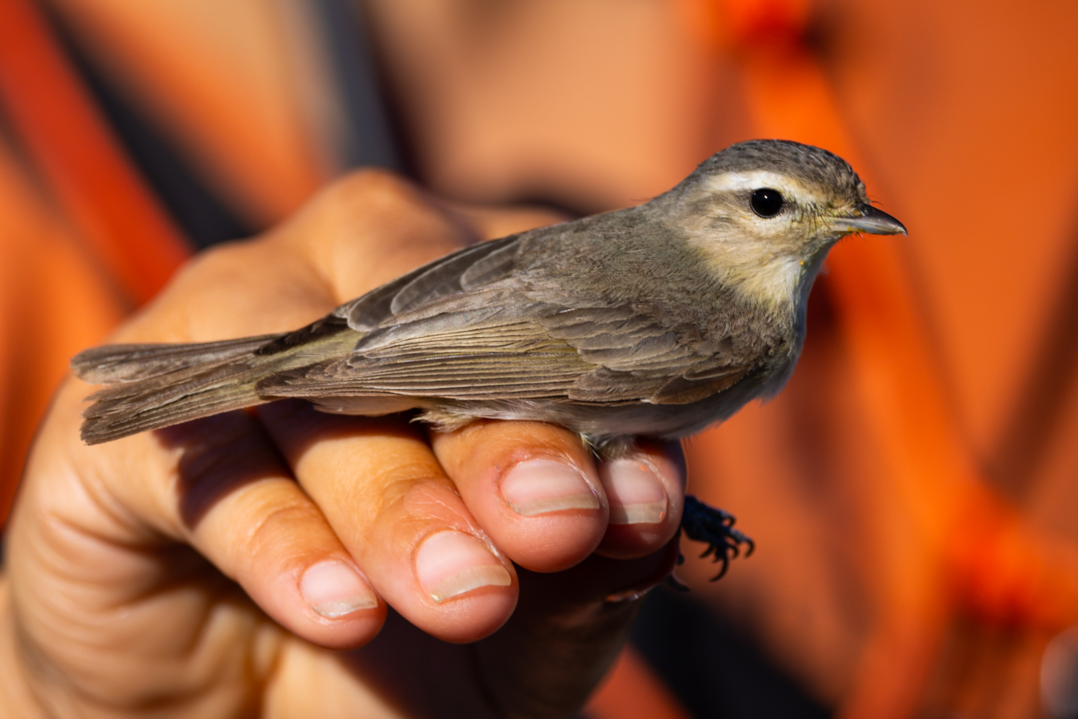 Banding Birds at Bear Divide | 9 May 2025 | SANTA MONICA BAY AUDUBON ...
