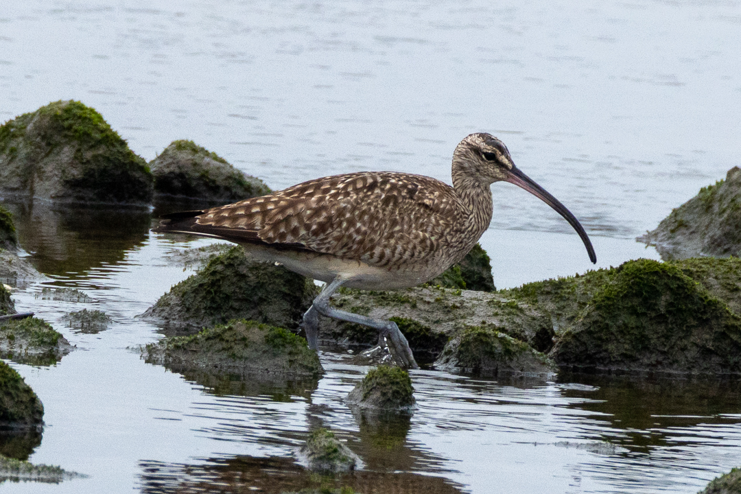 Whimbrel (Armando Martinez 3/22/26)